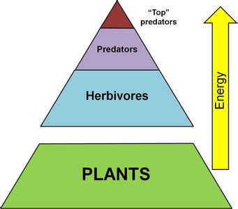 Trophic Levels - National Park