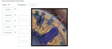 Solved label the types of plasma membrane lipids | Chegg.com