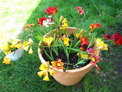 Replanted Bulbs - Freesia and Sparaxis | Blogged about on ww… | Flickr