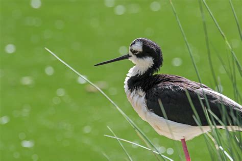 Black-Necked Stilt Photograph by Arterra Picture Library - Fine Art America