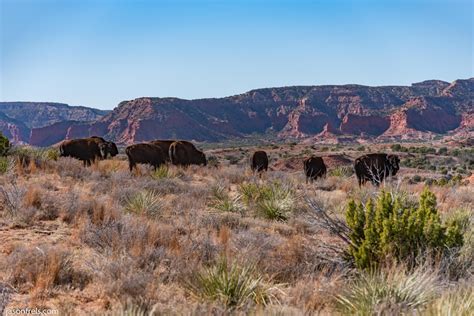 More Caprock Canyons – Jason Frels