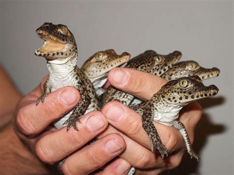 Why These Baby Crocodiles Can't Wait to Get to Cuba - ABC News