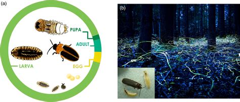 (a) Typical firefly life cycle illustrates long duration of the larval ...