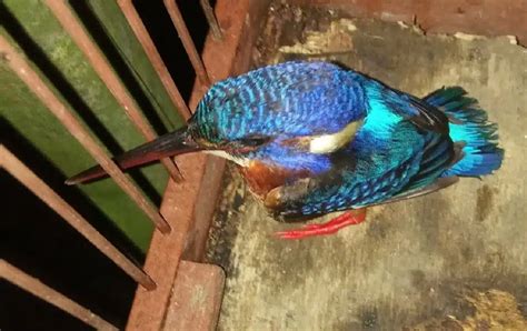 Pesona Burung Raja Udang: Warna-Warni dan Keanggunan di Alam Tropis - Burung Super