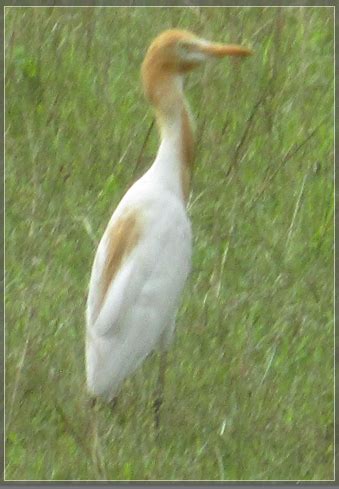 zoology - Bird identification- Crane - Biology Stack Exchange