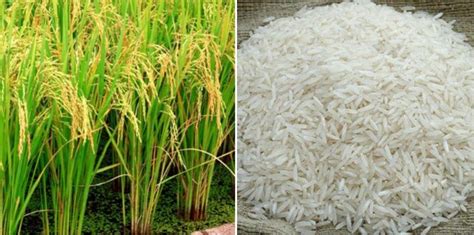 Basmati Rice Cultivation Income, Yield, Project report | Agri Farming