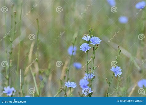 Chicory Pale Blue Wildflowers in Colorado Stock Photo - Image of grass, gunnison: 195846252