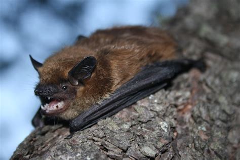 Big Brown Bat (Mammals of Wisconsin) · BioDiversity4All