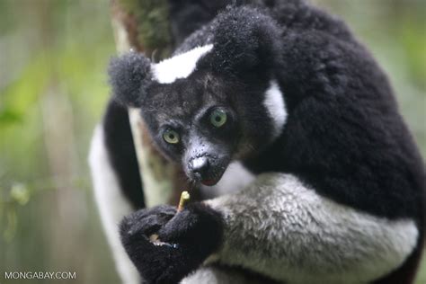 Indri lemur (Indri indri) [madagascar_0595a]