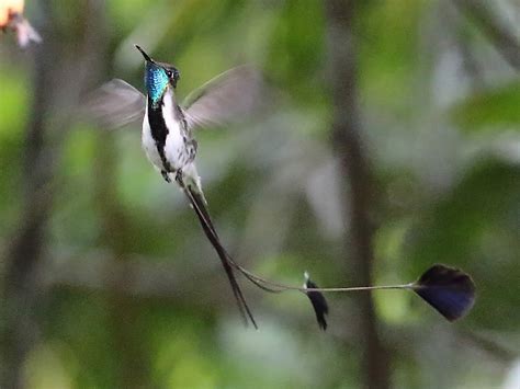 Marvelous Spatuletail - eBird