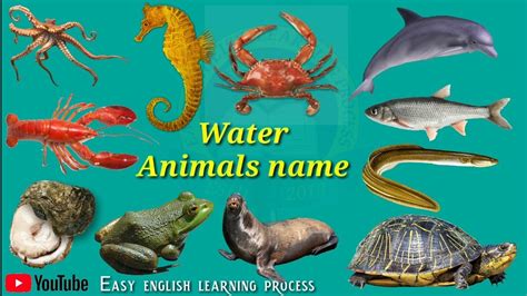 Water animals name In English And Hindi | Sea animals name With Pdf | जल में रहने वाले जंतुओं के ...