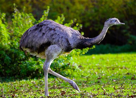 Interesting Creatures... The Greater Rhea (Rhea americana) - Kaieteur News