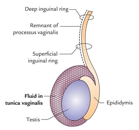 Testis and Epididymis Anatomy – Earth's Lab