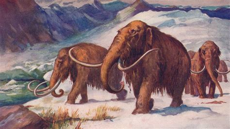 This scientist aims to resurrect the woolly mammoth, and for a surprising reason | NBC News