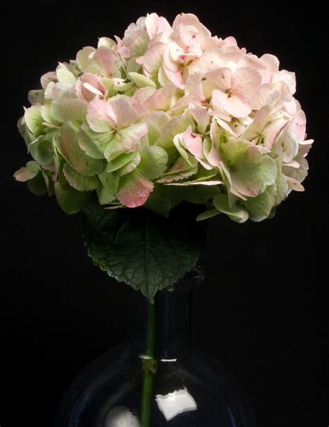 #flowers #flower #florist #nyc #beautiful | Flower arrangements, Floral, Flower designs