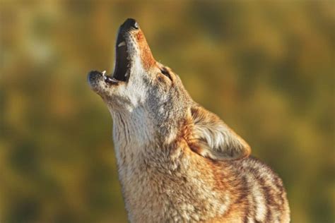 What Do Coyotes Sound Like? - Audio & Video Examples