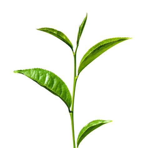 Green Tea Transparent | PNG All