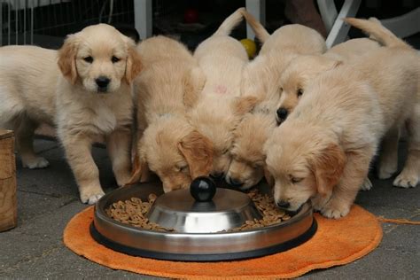 Why All Life Stage Dog Food Is the Optimal Choice for Your Pet - ToBeThode