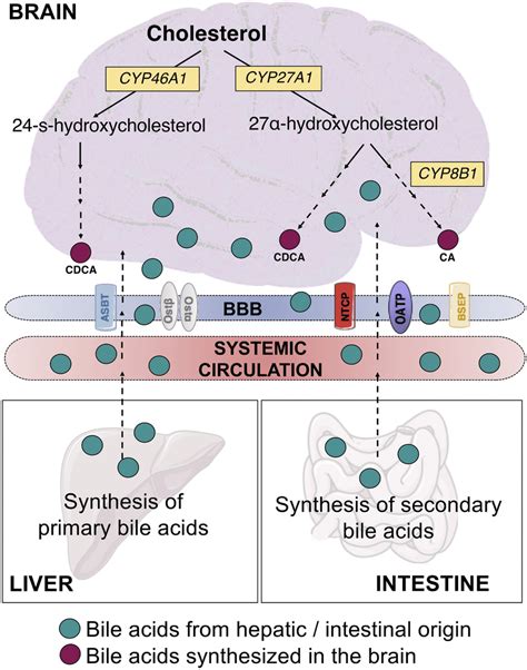 Source of bile acids in the brain. Approximately 95% of the bile acids... | Download Scientific ...