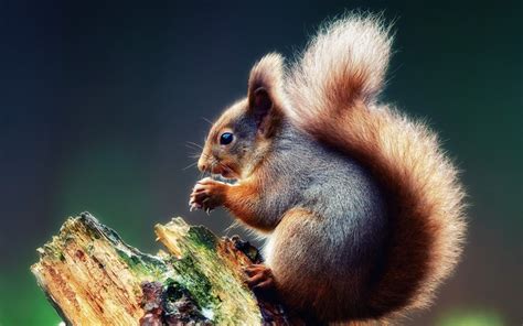 Squirrel Windows 10 Theme - themepack.me