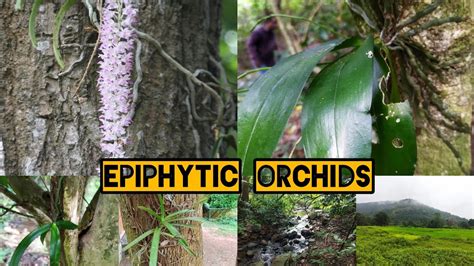 Type of Orchids @Epiphytes Orchids.How these Orchids grow on a tree ...