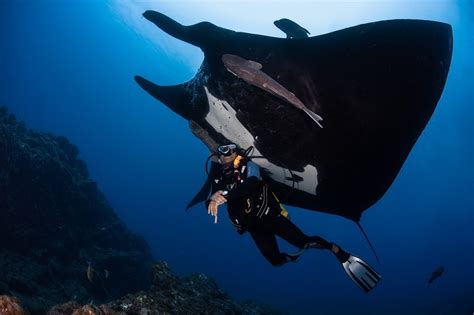 The Importance of Tourism: Manta Ray Conservation - Nautilus Adventures