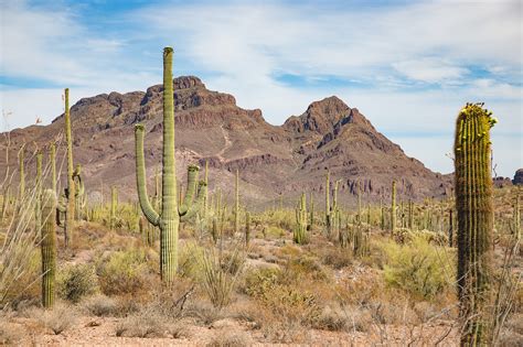 Cacti in Arizona – Cat Sparks Photography