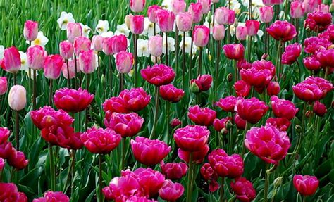 Tulips at Roozengaarde Display Garden, Mt. Vernon WA | Flickr