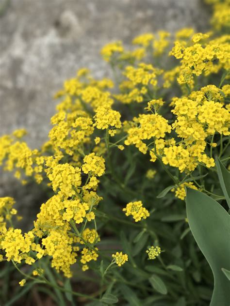 This is the perennial Alyssum (Basket of Gold). It will reseed in your garden, but not to worry ...