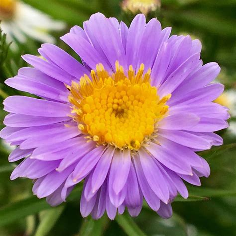 Aster, Aster in GardenTags plant encyclopedia