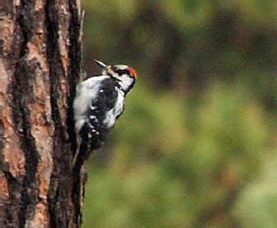 Cleaning the chimney is strictly for the birds | The Spokesman-Review