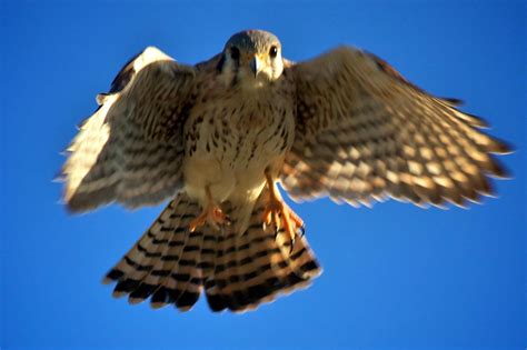Free picture: American, kestrel, Falco, sparverius, small, falcon, predator, bird