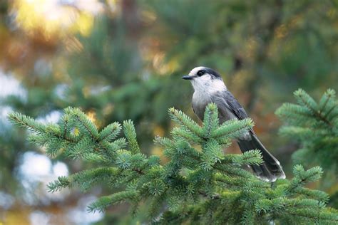 Excerpt from The Canada Jay as the National Bird of Canada | Canadian Geographic