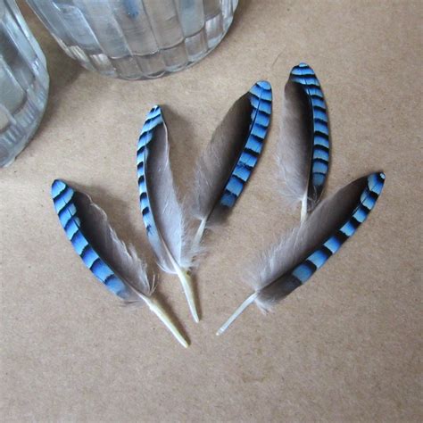 Blue Jay Feathers