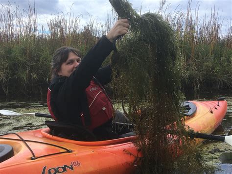 SSW Volunteer - Starry Stonewort Collaborative