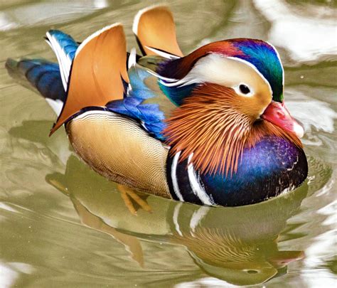 Mandarin Duck - Earth.com Mandarin Duck