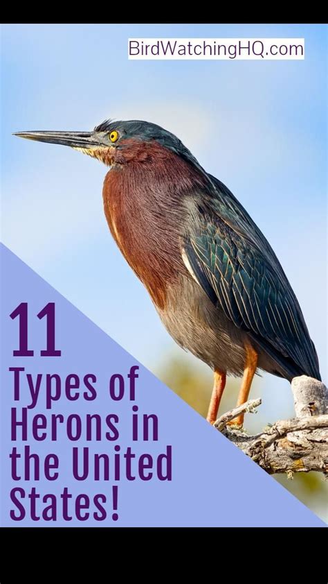 Types of Herons in the United States! (11 species) | Heron, Bird identification, Fun facts about ...