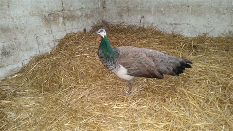 Help identifying what type of peafowl we have. | BackYard Chickens ...