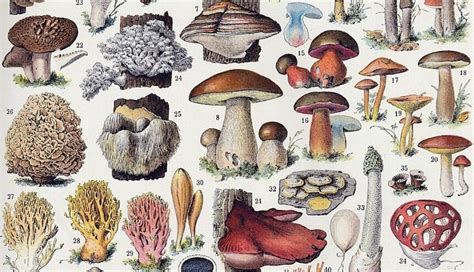 Compartir 79+ dibujo fungi mejor - camera.edu.vn