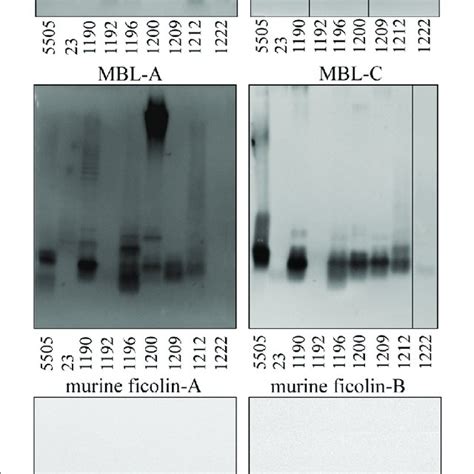 | Recognition of selected Hafnia alvei lipopolysaccharides (LPSs) by... | Download Scientific ...