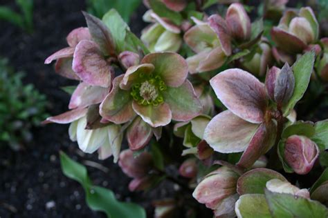 HELLEBORES IN FULL BLOOM--WONDERFUL EARLY SPRING PERENNIALS - Sowing the Seeds