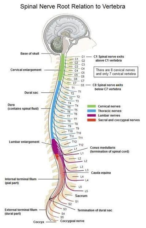 Nerves Of The Spine Chart