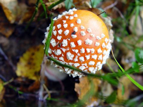 poisonous mushroom Free Photo Download | FreeImages