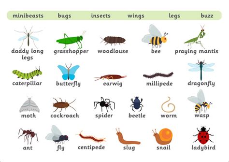 Early Learning Resources Minibeast Word Mat