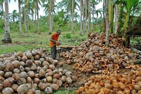 To boost coconut farming in Mindanao, groups to plant a million trees