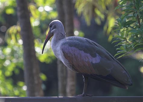 Hadeda Ibis – BirdLife eThekwini KZN