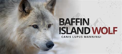 Baffin Island Wolf | Wolf Stuff