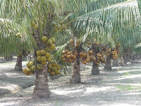 The Basics of Starting a New Coconut Plantation