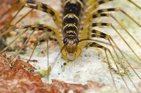 Types of Centipedes: 8 of the Most Fascinating Centipede Species - A-Z Animals