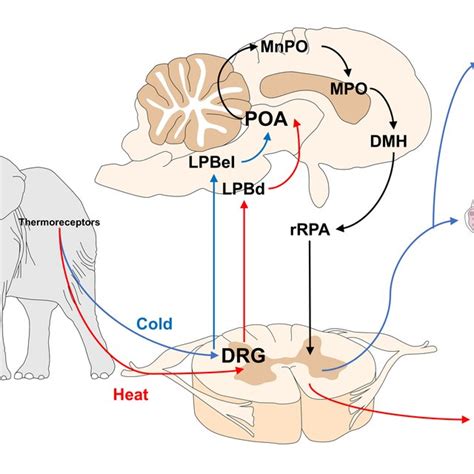 Mechanisms of central and peripheral thermoregulation. The image... | Download Scientific Diagram